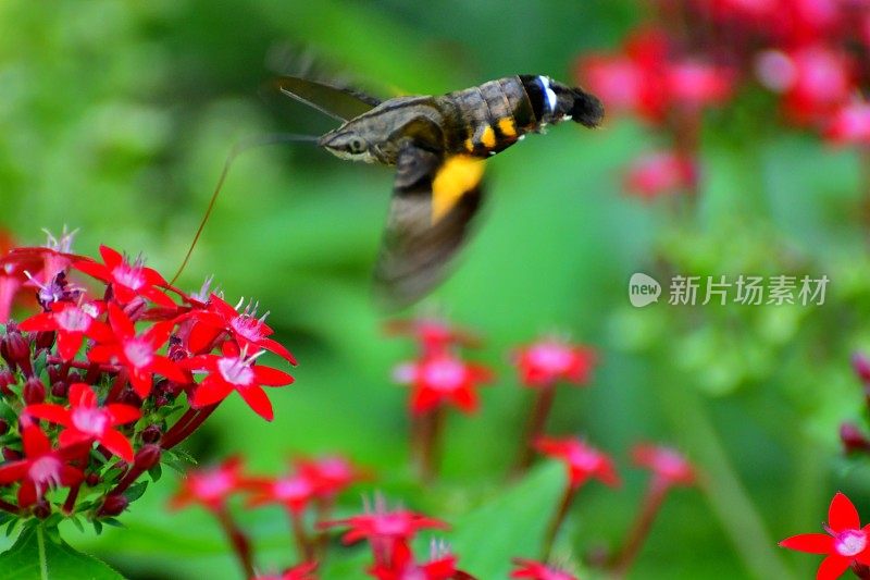 Pentas lanceolata和蜂鸟鹰蛾